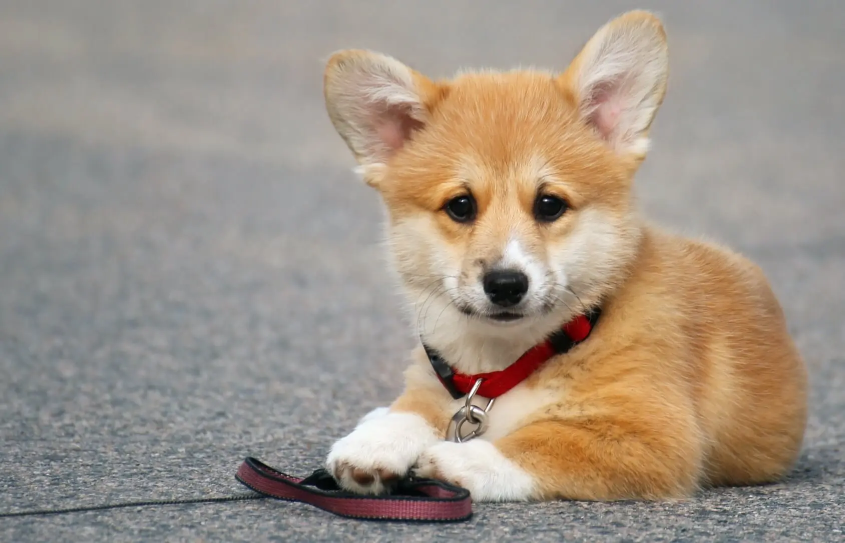 Corgi Shiba Inu A Fun And Foxy Friend Perfect Breeds