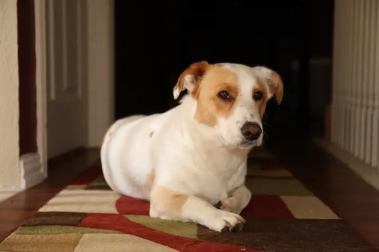 Corgi Lab Mix What To Know About This Stunning Family Dog - Perfect Dog Breeds