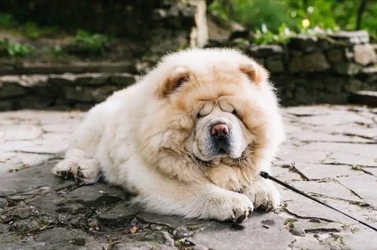 Cream Chow Chow