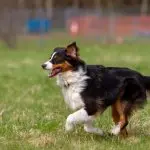 English Shepherd