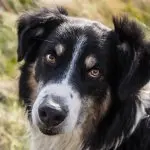 English Shepherd Close Up