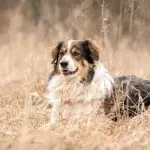 English Shepherd Dog