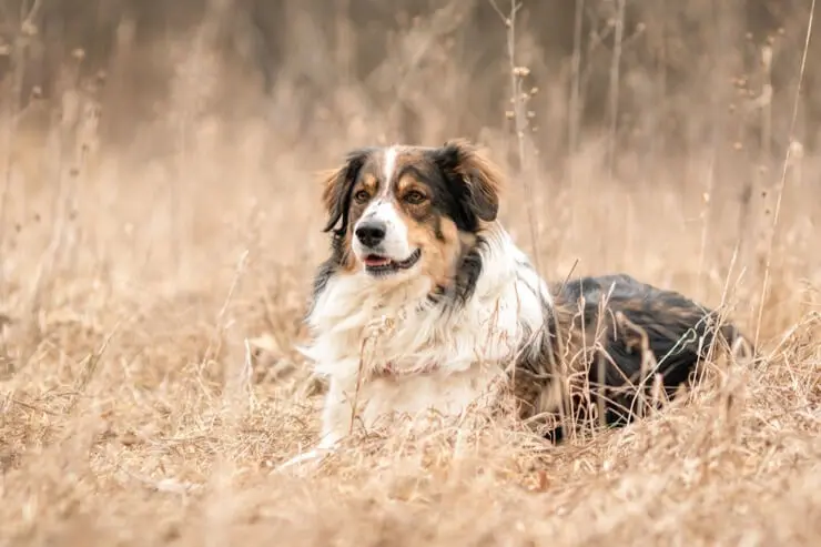 are english shepherds aggressive dogs