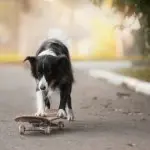 English Shepherd Exercising