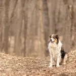 English Shepherd On Farm