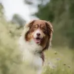 English Shepherd Outside