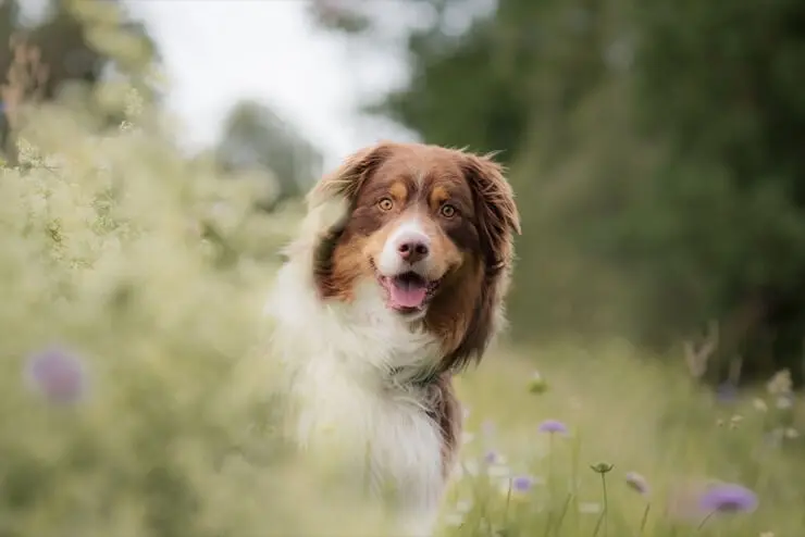 are english shepherds aggressive dogs