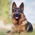 German Shepherd