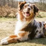 Australian Shepherd German Shepherd Mix: 7 Must Read Facts - Perfect Breeds