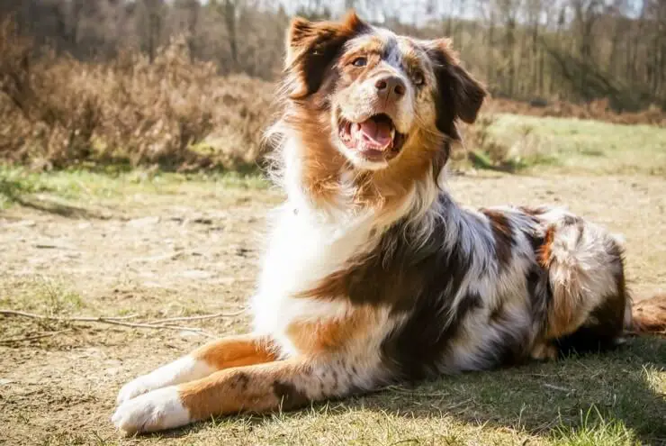 mini australian german shepherd