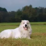 German Shepherd Great Pyrenees Mix