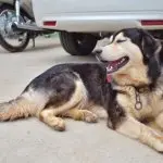 German Shepherd Mixed With Pyrenees