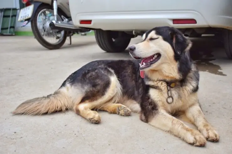 great pyrenees and german shepherd mix shedding