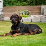 German Shepherd Rottweiler Mix