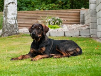 German Shepherd Rottweiler Mix Guide The Most Loyal Watchdog? Cover