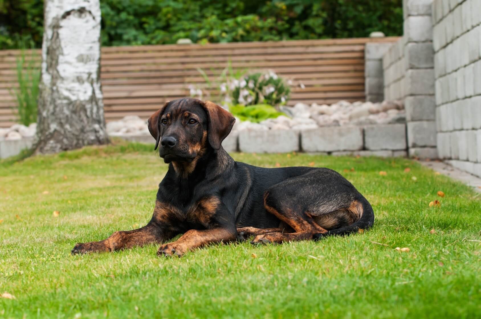 great pyrenees rottweiler mix