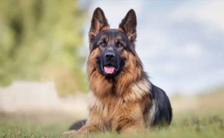 great pyrenees and german shepherd mix shedding