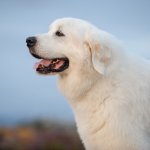 Great Pyrenees