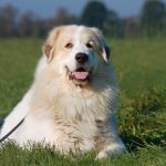 Great Pyrenees German Shepherd Mix