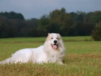 Great Pyrenees German Shepherd Mix The Majestic Lion Cover