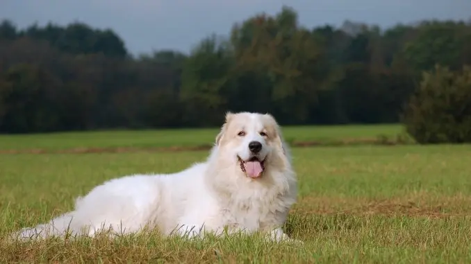 Great Pyrenees German Shepherd Mix The Majestic Lion Cover