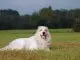 Great Pyrenees German Shepherd Mix The Majestic Lion Cover