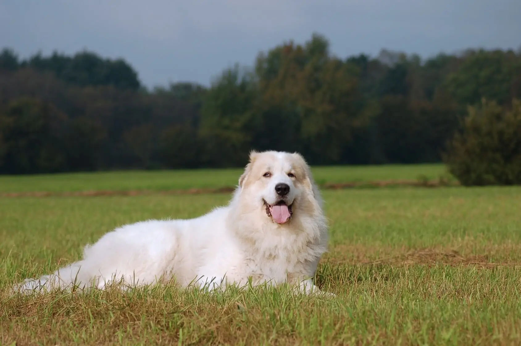 great pyrenees rottweiler mix