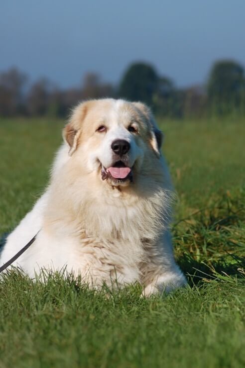 great pyrenees and german shepherd mix shedding