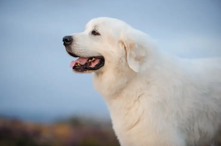 great pyrenees and german shepherd mix shedding