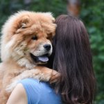 Woman carrying her chow chow at the park