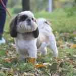 Pekingese Shih Tzu Mix