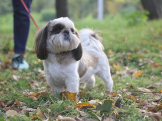 Pekingese Shih Tzu Mix Care Guide A Pampered Palace Pup Cover