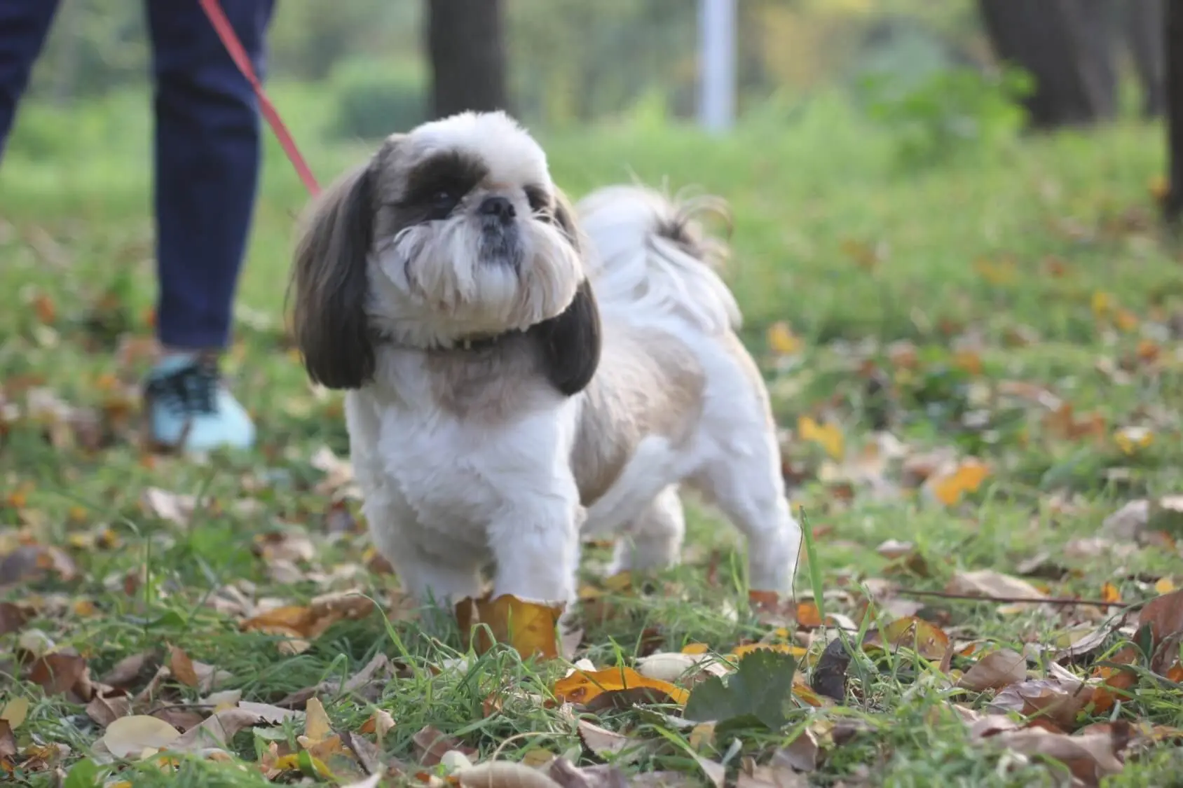 how many puppies does a shih tzu usually have