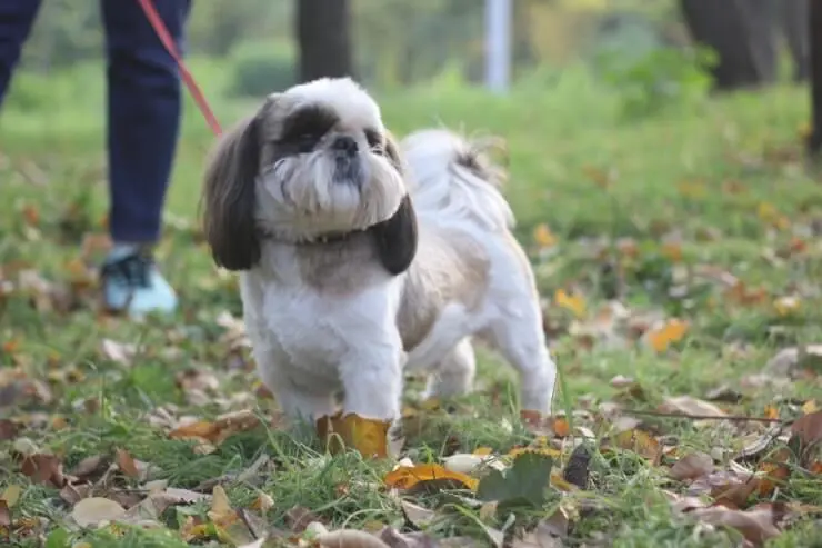 shih tzu mix