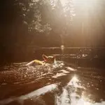 Pitbull Corgi Mix Swimming