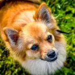 Pomeranian And Chihuahua Mix