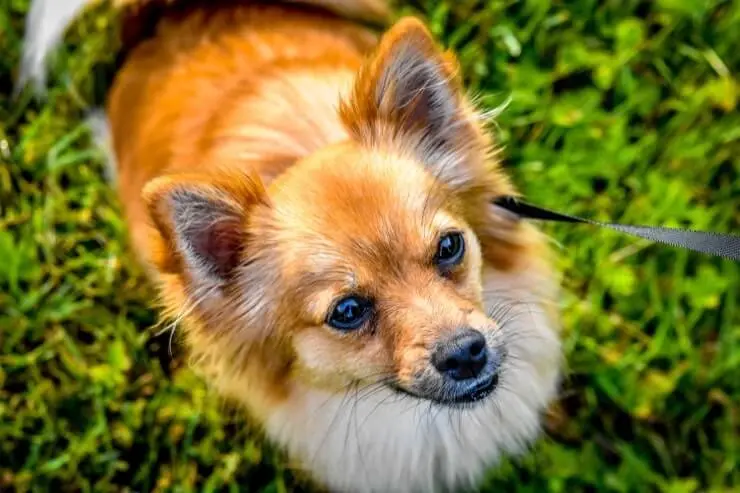 Pomeranian Chihuahua Mix Care Guide A Feisty And Furry Friend Perfect Dog Breeds