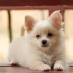 A fluffy white pomeranian mixed with chihuahua.