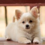 A fluffy white pomeranian mixed with chihuahua.