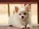 Pomeranian Chihuahua Mix Care Guide A Feisty And Furry Friend Cover