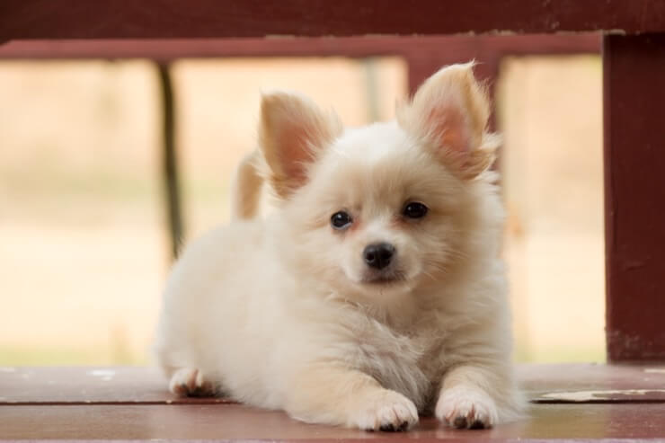 pomeranian cross breed dogs