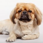 Pug Shih Tzu Mix