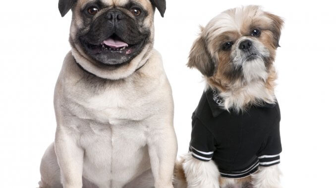 Pug Shih Tzu Mix Care Guide The Perfect Couch Potato? Cover