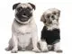 Pug Shih Tzu Mix Care Guide The Perfect Couch Potato? Cover