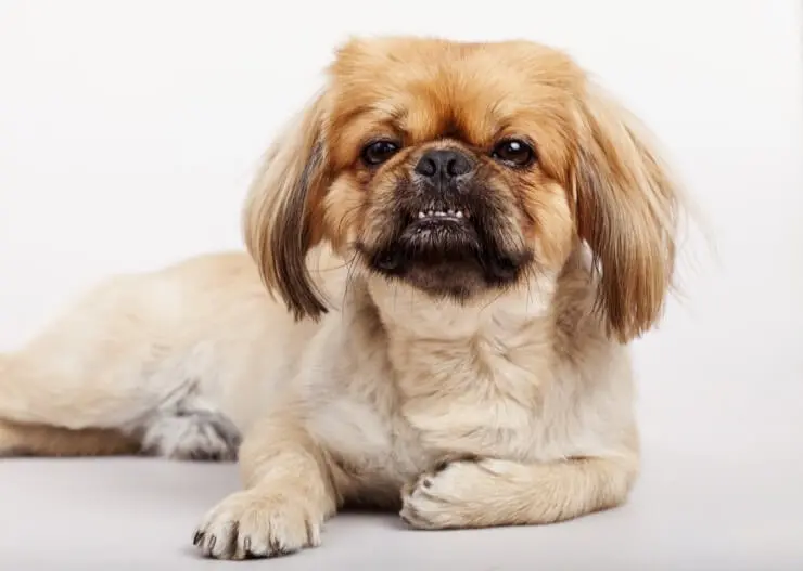 Pug Shih Tzu Mix Care Guide: The 