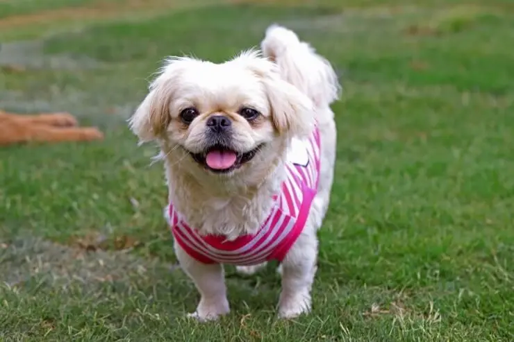 rottweiler cross shih tzu