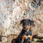 Rottweiler German Shepherd Mix