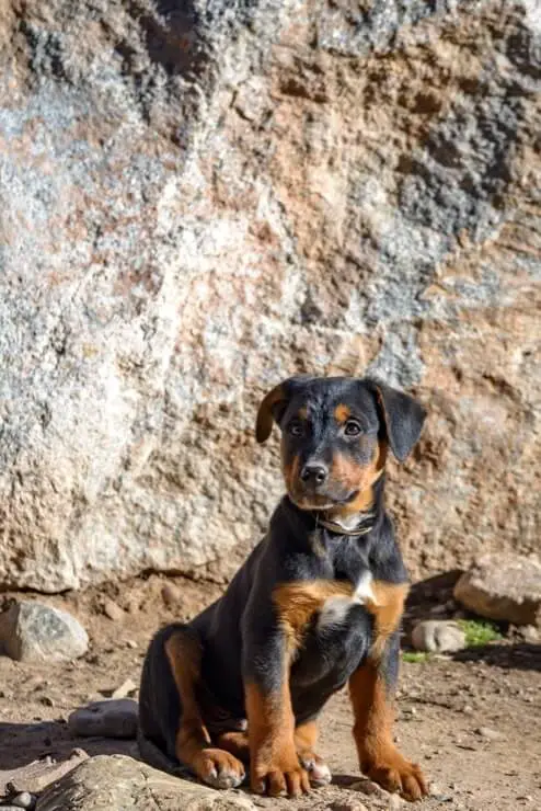 german shepherd rottweiler mix dog