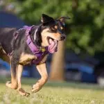 Shepweiler Running