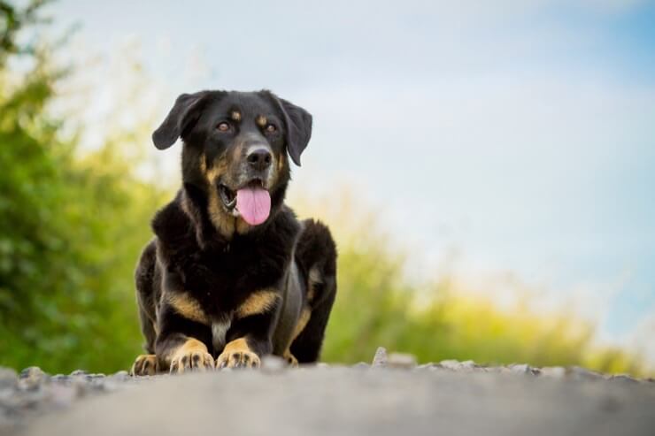German Shepherd Rottweiler Mix Guide: The Most Loyal Watchdog 